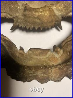 Masque chinois ancien en bronze doré Démon gardien XIXe / début XXe siècle